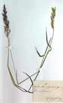 Agrostis stolonifera