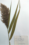 Phragmites australis