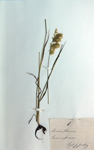 Trisetaria flavescens