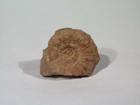 Ammonites radians