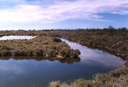 Camargue (15-18 aprile 1998)