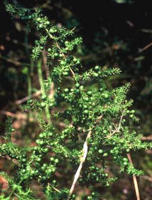 Asparago selvatico: particolare di foglie frutti (P)