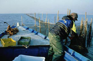 Pescatore nella Sacca di Goro (CP)