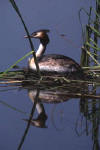 Svasso maggiore (Podiceps cristatus) (CP)