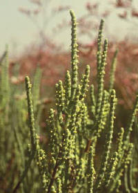 Salicornia fruticosa: particolare di fusto e fiori (P)
