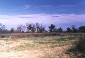 Bosco ripariale (L)