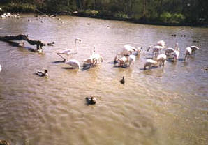 Parc ornithologique de Pont de Gau Fenicotteri (L)