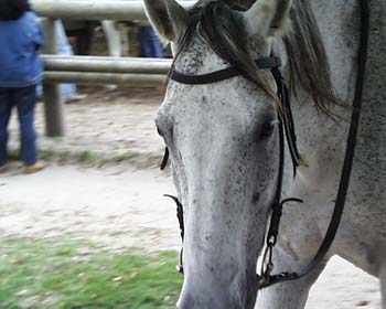 Cavallo