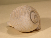 Tonna galea