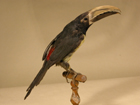 Pteroglossus castanotis