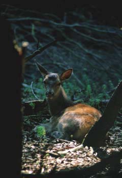 Cerbiatto