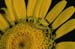 Fiore