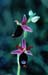Fiore