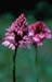 Fiore